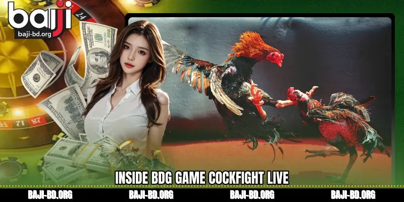 Inside BDG Game cockfight live